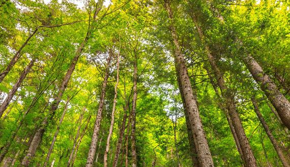 Fiscalité d’un patrimoine forestier : l’achat d’une forêt (partie 1 sur 3)